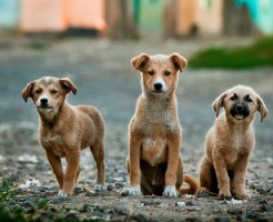 お掃除屋さん、小型犬に吠えられる。