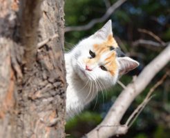 野良猫の餌やりと鳩への餌やり