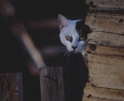 野良猫にネズミ駆除を依頼