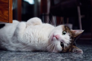 掃除のやる気