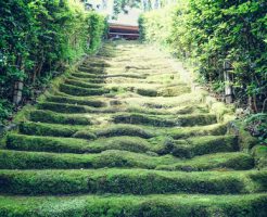 苔生す階段