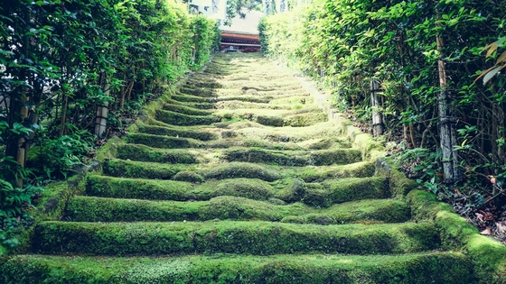 苔生す階段